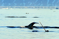 Narwhal (Monodon monoceros) showing tusk and tail above water surface. Baffin Island, Nunavut, Canada, June.