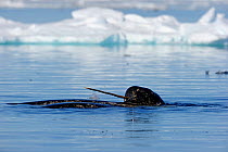 Narwhal (Monodon monoceros) showing tusk above water surface. Baffin Island, Nunavut, Canada, June.