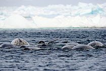 A group of Narwhal (Monodon monoceros) hunting at the sea surface. Baffin Island, Nunavut, Canada, June.