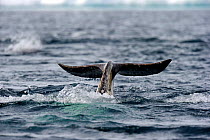 A Narwhal (Monodon monoceros) tail above the sea surface. Baffin Island, Nunavut, Canada, June.