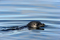 Ringed Seal (Pusa hispida) at the sea surface. Baffin Island, Nunavut, Canada, April.