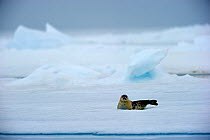 Ringed Seal (Pusa hispida) resting on ice. Baffin Island, Nunavut, Canada, April.