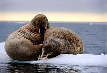 Two Walrus (Odobenus rosmarus) resting on ice. The behaviour of stabbing at the ice may be a warning display. Foxe Basin, Nunavut, Canada, July.