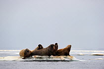 Group of Walrus (Odobenus rosmarus) resting on a small and crowded float of ice. Foxe Basin, Nunavut, Canada, July.