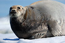 Bearded Seal (Erignathus barbatus) resting on ice. Foxe Basin, Nunavut, Canada, July.