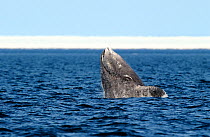 Bowhead Whale (Balaena mysticetus) breaching.  Foxe Basin, Nunavut, Canada, July.