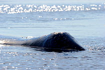 Bowhead Whale (Balaena mysticetus) at the sea surface. Foxe Basin, Nunavut, Canada, July.
