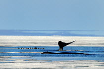 Bowhead Whales (Balaena mysticetus) surfacing amongst melting ice with Black Guillemots (Cepphus grylle) resting on ice. Foxe Basin, Nunavut, Canada, July.