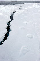 Polar Bear (Ursus maritimus) tracks on thawing icepack. Baffin Island, Nunavut, Canada, June.
