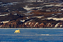 Polar Bear (Ursus maritimus) walking on icepack with arctic coast in the background. Floe edge, Arctic Bay, Baffin Island, Nunavut, Canada, April.