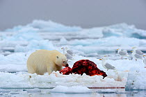 Polar Bear (Ursus maritimus) feeding on a Narwhal (Monodon monoceros) on icepack as gulls wait to scavenge the carcass. Floe edge, Arctic Bay, Baffin Island, Nunavut, Canada, June.