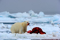 Polar Bear (Ursus maritimus) feeding on a Narwhal (Monodon monoceros) on icepack as gulls wait to scavenge the carcass. Floe edge, Arctic Bay, Baffin Island, Nunavut, Canada, June.