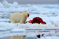 Polar Bear (Ursus maritimus) feeding on a Narwhal (Monodon monoceros) on icepack as a gull waits to scavenge the carcass. Floe edge, Arctic Bay, Baffin Island, Nunavut, Canada, June.
