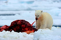 Polar Bear (Ursus maritimus) feeding on a Narwhal (Monodon monoceros) on icepack. Floe edge, Arctic Bay, Baffin Island, Nunavut, Canada, June.