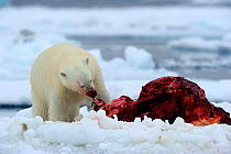 Polar Bear (Ursus maritimus) feeding on a Narwhal (Monodon monoceros) on icepack. Floe edge, Arctic Bay, Baffin Island, Nunavut, Canada, June.