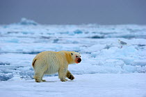 Polar Bear (Ursus maritimus) walking on icepack.  Floe edge, Arctic Bay, Baffin Island, Nunavut, Canada, June.