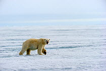 Polar Bear (Ursus maritimus) walking on icepack. Floe edge, Arctic Bay, Baffin Island, Nunavut, Canada, June.