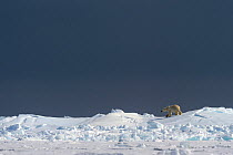 Polar Bear (Ursus maritimus) walking on the horizon of the icepack. Floe edge, Arctic Bay, Baffin Island, Nunavut, Canada, June.