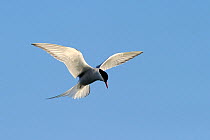 Arctic Tern (Sterna paradisaea) in hovering flight with sunlight shimming from its wing feathers. Foxe Basin, Nunavut, Canada, July.