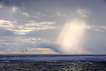 Light rays breaking through clouds above the melting icepack. Foxe Basin, Nunavut, Canada, July 2011.