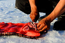 Inuit man cutting a piece of Narwhal (Monodon monoceros) skin and fat (muktuk), traditional food in Inuit culture. Floe edge, Arctic Bay, Nunavut, Canada, June.
