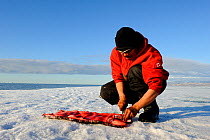 Inuit man cutting a piece of Narwhal (Monodon monoceros) skin and fat (muktuk), traditional food in Inuit culture. Floe edge, Arctic Bay, Nunavut, Canada, June.