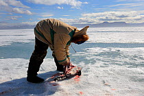 Inuit hunter cutting a ringed sea (Pusa hispida), a traditional food in Inuit culture. Floe edge, Arctic Bay, Nunavut, Canada, June 2011.