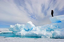 Inuit guide observing melting ice. Floe edge, Arctic Bay, Baffin Island, Nunavut, Canada, June.