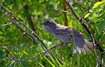 Barred Warbler (Sylvia nisoria) spreading its tail feathers. Estonia, June.