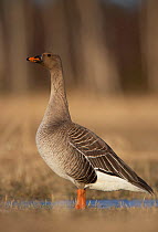 Bean Goose (Anser fabalis) in profile. Liminka, Finland, April.