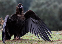 European Black Vulture (Aegypius monachus) spreading its wings. Spain, December.