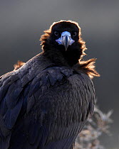 Portrait of a European Black Vulture (Aegypius monachus). Spain, December.