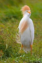 Portrait of a Cattle Egret (Bubulcus ibis). Sultanate of Oman, March.