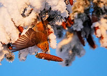 Common Crossbill (Loxia curvirostra) foraging on spruce cone from a snowy branch. Kuusamo, Finland, February.