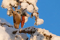 Common Crossbill (Loxia curvirostra) female foraging on a spruce cone. Kuusamo, Finland, February.