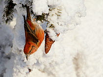 Common Crossbill (Loxia curvirostra) male feeding on spruce cone. Kuusamo, Finland, February.