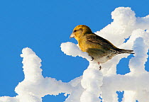 Common Crossbill (Loxia curvirostra) female perched on hoar-frost covered branches. Kuusamo, Finland, February.
