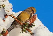 Common Crossbill (Loxia curvirostra )female foraging in a Spruce cone. Kuusamo, Finland, February.