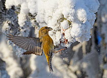 Common Crossbill (Loxia curvirostra) female batting the snow off a spruce cone that it wants to feed on. Kuusamo, Finland, February.