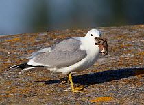 Common Gull (Larus canus) with its prey of a Redshank chick (Tringa totanus) . Uto, Finland, July.
