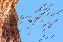Flock of Crane (Grus grus) flying overhead with a cliff in the foreground. Spain, March.