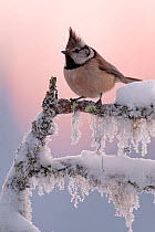 Crested tit (Lophophanes cristatus) perched on frosted twig. Posio, Finland, January.