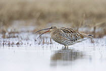 Curlew (Numenius arquata) standing in shallow water, calling. Liminka, Finland, May.