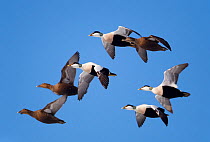 Eider (Somateria mollisima) drakes (black and white) and ducks (brown) in flight. Finland, March.