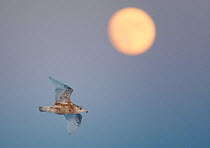Glaucous Gull (Larus hyperboreus) in flight in front of a nearly full moon. Norway, April.