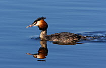 Great Crested Grebe (Podiceps cristatus) swimming on water. Sweden, April.