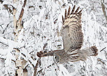 Great Grey Owl (Strix nebulosa) in flight against snowy branches. Kuusamo, Finland, March.