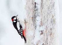 Great Woodpecker (Dendrocopos major) on a snow-covered tree trunk. Kuusamo, Finland, February.