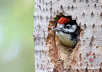 Great Spotted Woodpecker (Dendrocopos major) peering out from its hole in a tree. Vaala, Finland, June.