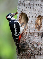 Great Spotted Woodpecker (Dendrocopus major) perched by its hole with a beak full of ant larvae. Some ants are making a futile attack on the bird's wings. Vaala, Finland, June.